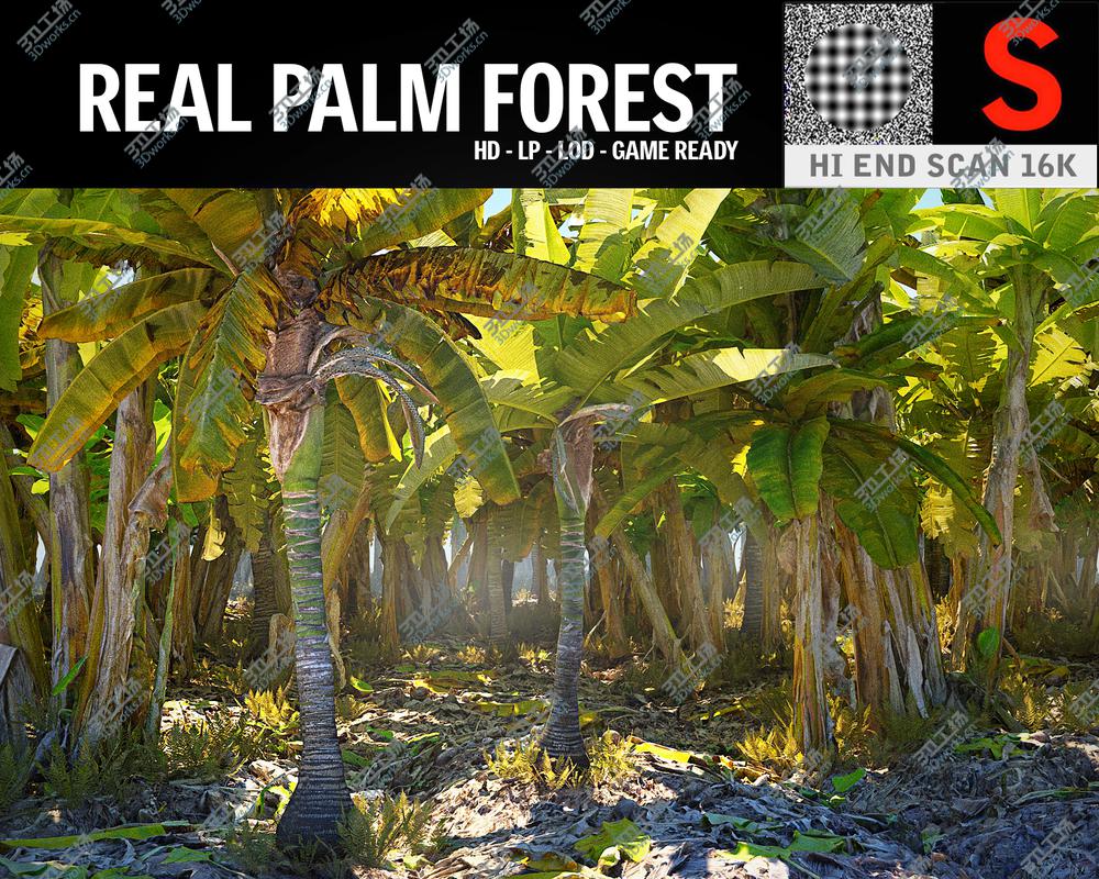 images/goods_img/202105071/Real Palm Forest HD 3D model/3.jpg